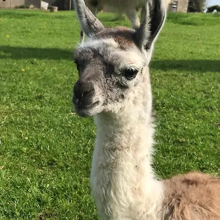 The Snuggly Sheep Shepherd Hut Campview Farm *