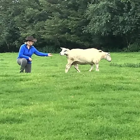 The Snuggly Sheep Shepherd Hut & Sauna Farm Διαμέρισμα Ballyshannon