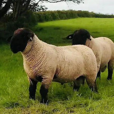 The Snuggly Sheep Shepherd Hut Campview Farm Apartamento *