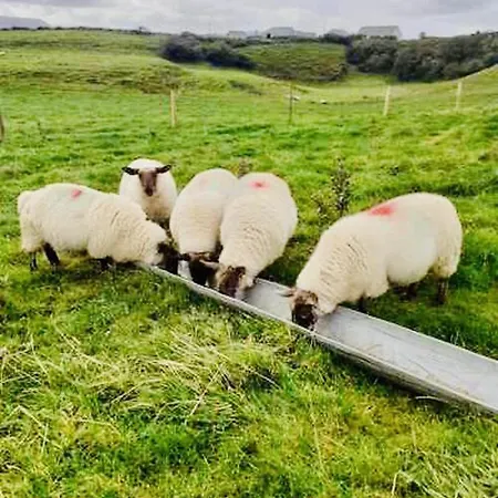 The Snuggly Sheep Shepherd Hut Farm Apartment *