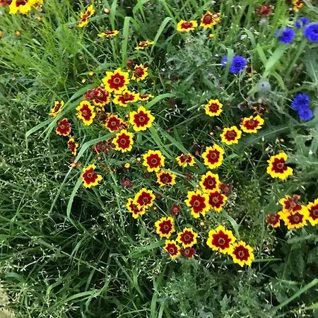 The Snuggly Sheep Shepherd Hut Campview Farm Apartamento