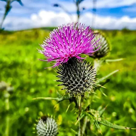 Appartamento The Snuggly Sheep Shepherd Hut Campview Farm
