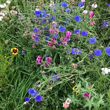 The Snuggly Sheep Shepherd Hut Campview Farm