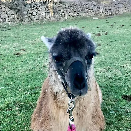 The Snuggly Sheep Shepherd Hut Campview Farm شقة *