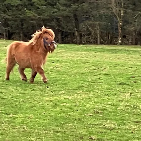 The Snuggly Sheep Shepherd Hut Campview Farm شقة