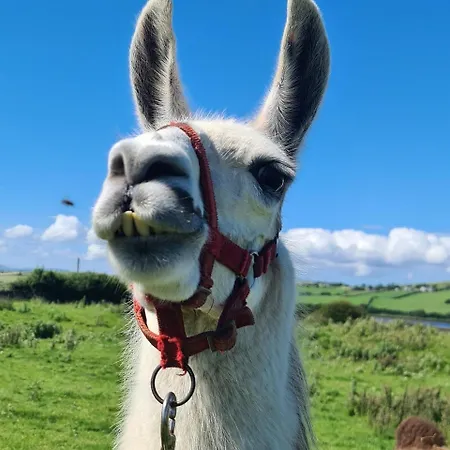 Διαμέρισμα The Snuggly Sheep Shepherd Hut & Sauna Farm Ballyshannon