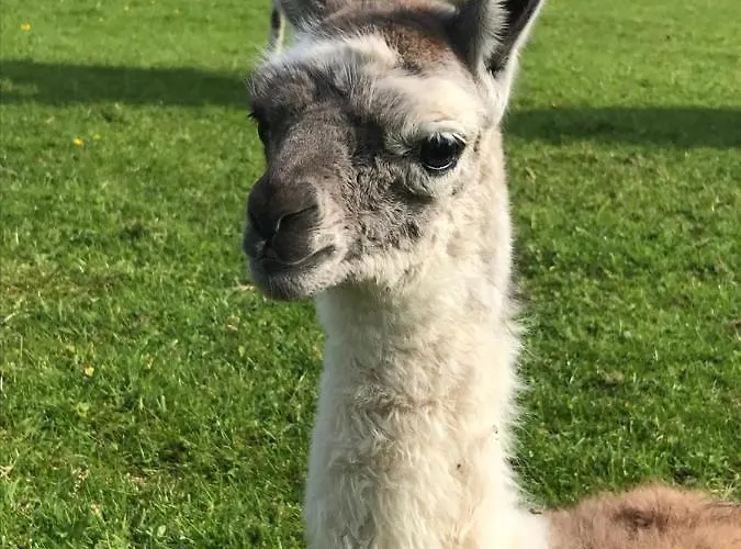 The Snuggly Sheep Shepherd Hut Campview Farm *