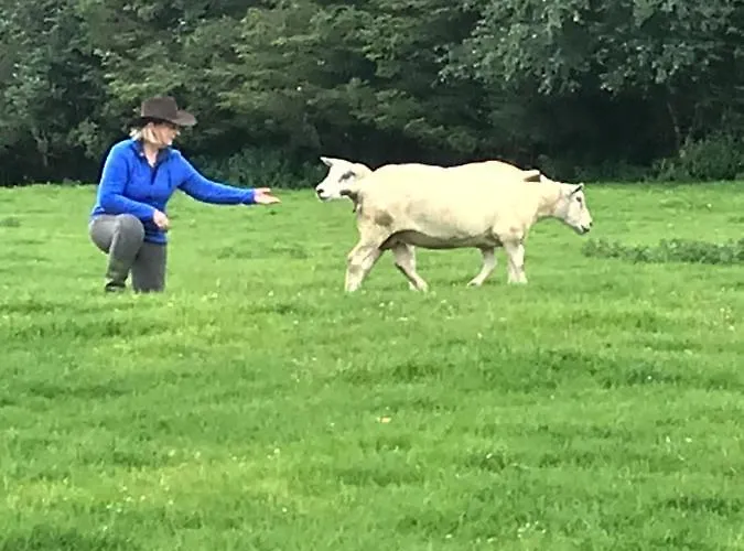 The Snuggly Sheep Shepherd Hut Campview Farm 公寓 巴利香农