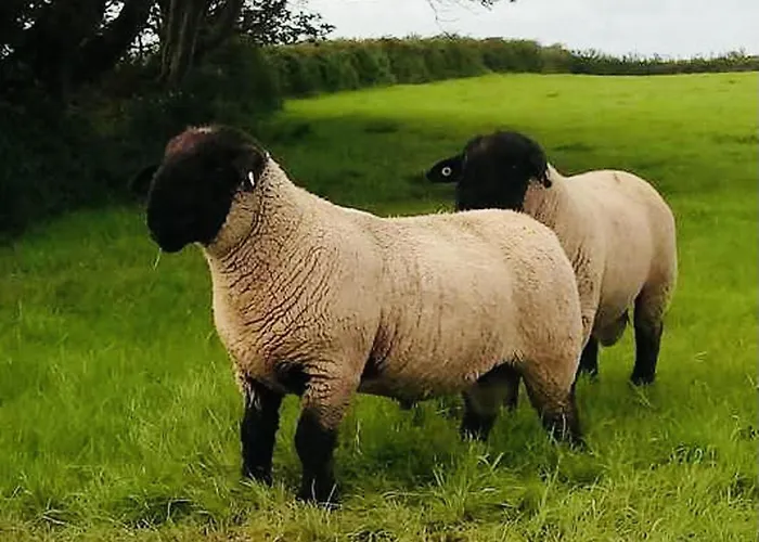 The Snuggly Sheep Shepherd Hut Campview Farm Lägenhet *