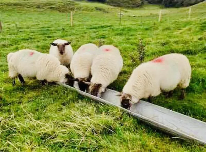 The Snuggly Sheep Shepherd Hut Campview Farm 公寓 *