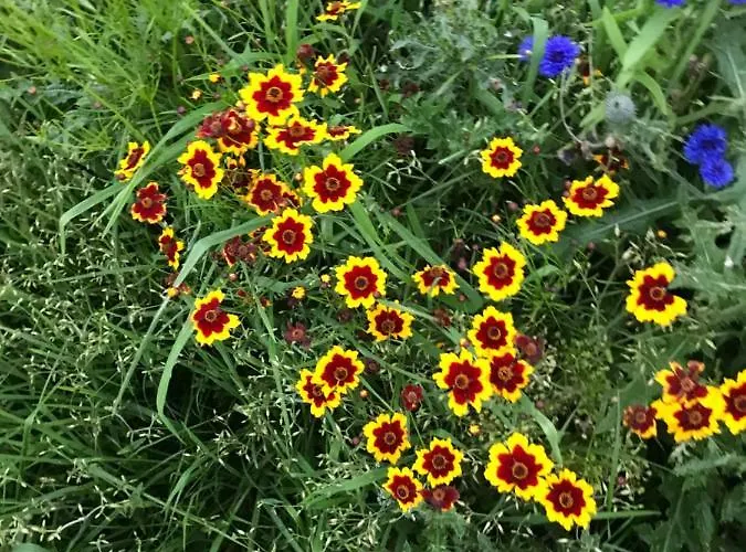 The Snuggly Sheep Shepherd Hut Campview Farm 公寓