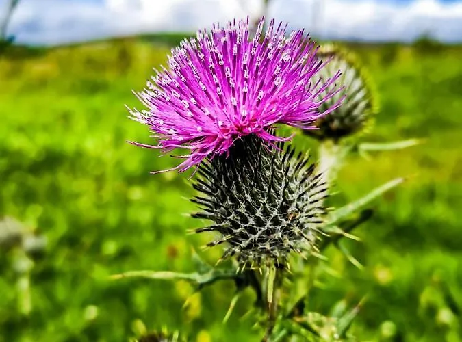 公寓 The Snuggly Sheep Shepherd Hut Campview Farm