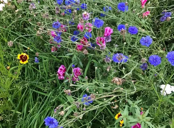 The Snuggly Sheep Shepherd Hut Campview Farm