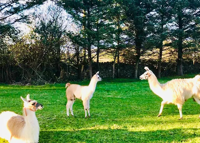 The Snuggly Sheep Shepherd Hut Campview Farm * 巴利香农