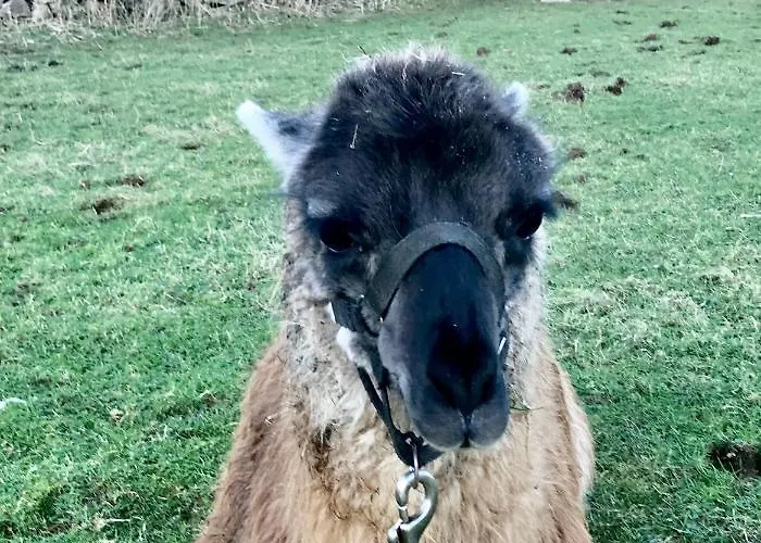 The Snuggly Sheep Shepherd Hut Campview Farm 公寓 *