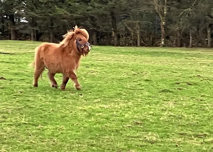 The Snuggly Sheep Shepherd Hut Campview Farm 公寓